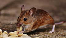 Find Exterminators in Bristol City County